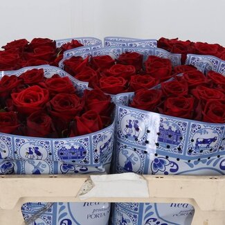 Freshy Large-flowered Rose “Red Naomi” | Colour: Red | Length ± 70 centimetre | Per 10 stems