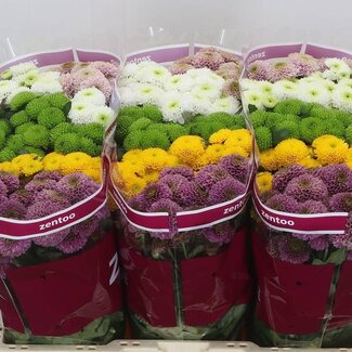 Freshy Chrysant santini Pompon Gemengd in Bos