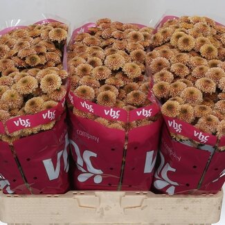 Freshy Chrysant santini Doria Salmon