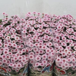 Freshy Chrysant santini Mad Tyolo Bico