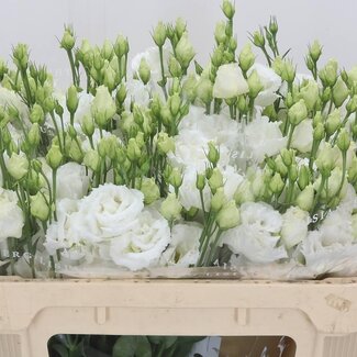 Freshy Eustoma Gevuld Alissa Pure White