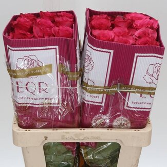 Freshy Grootbloemige Roos “Lola” | Kleur: Roze | Lengte ± 50 centimeter | Herkomst Ecuador | Per 25 stelen
