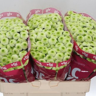 Freshy Chrysanthemum Chrysant Santini “Bumper” | Kleur: Groen | Lengte ± 55 centimeter | Per 25 stelen