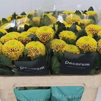 Freshy Pluischrysant Chrysanthemum “Tropicana” | Kleur: Geel | Lengte ± 70 centimeter | Gewicht ± 80 gram per tak | Per 10 stelen