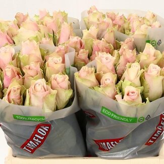 Freshy Rosa Pink Athena