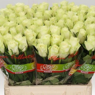 Freshy Grootbloemige Roos “Athena” | Kleur: Wit | Lengte ± 60 centimeter | Per 20 stelen