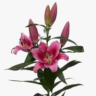 Freshy Lelie Oriental aqua X Tr Dalian