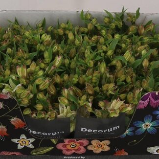 Freshy Alstroemeria Fl “Lolea” | Kleur: Wit | Lengte ± 75 centimeter | Per 10 stelen