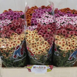 Freshy Chrysant santini Mad Tyolo Mix