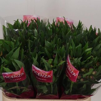 Freshy Alstroemeria “Morado” | Kleur: Paars | Lengte ± 75 centimeter | Gewicht ± 50 gram per tak | Per 10 stelen