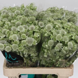 Freshy Astrantia Major Groot Zeeuws Knoopje “Billion Star XL” | Kleur: Wit | Lengte ± 60 centimeter | Per 25 stelen