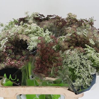 Freshy Daucus Carota Wilde Peen “Dara” | Kleur: Paars | Lengte ± 60 centimeter | Per 10 stelen