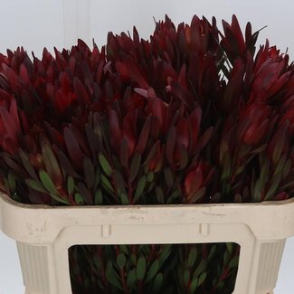 Freshy Leucadendron Saf Sunset
