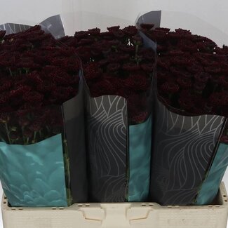 Freshy Chrysant santini Jinda Red