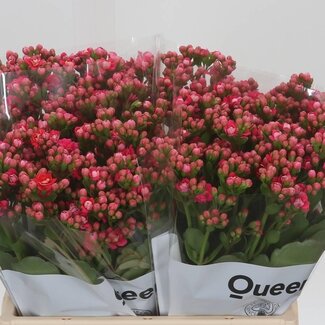 Freshy Kalanchoë “Sensational Pink Meadow” | Kleur: Roze | Lengte ± 40 centimeter | Per 10 stelen