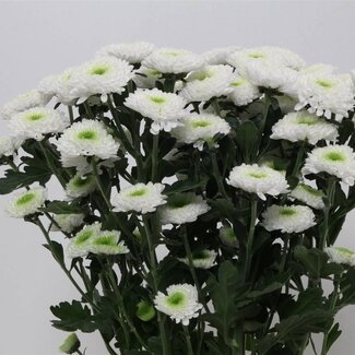 Freshy Chrysant T Daydream