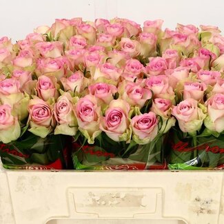 Freshy Grootbloemige Roos “Lovely Jewel” | Kleur: Roze | Lengte ± 50 centimeter | Per 20 stelen