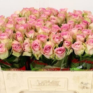 Freshy Rosa Lovely Jewel