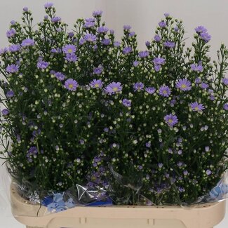 Freshy Aster “Cassandra” | Kleur: Paars | Lengte ± 80 centimeter | Gewicht ± 50 gram per tak | Per 25 stelen