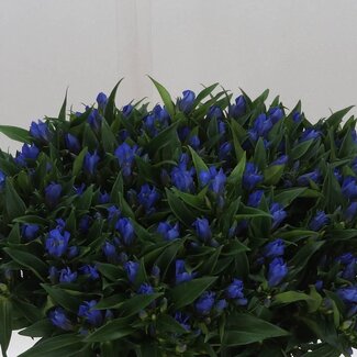 Freshy Gentiana Kagayaki