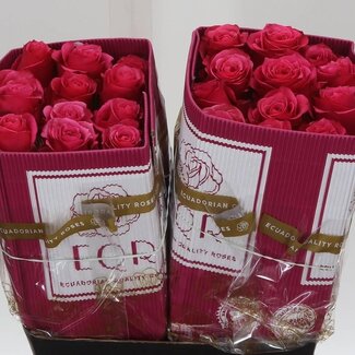 Freshy Grootbloemige Roos “Cherry-O” | Kleur: Roze | Lengte ± 40 centimeter | Herkomst Ecuador | Per 25 stelen