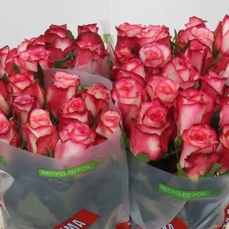 Freshy Rosa Spark Condor