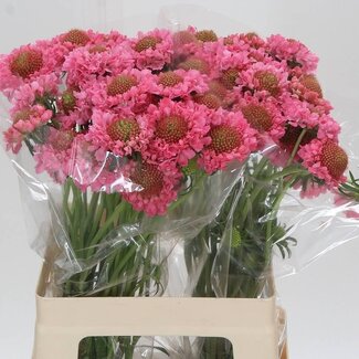 Freshy Scabiosa At Candy Scoop