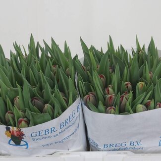 Freshy Dubbelbloemige Tulp “Red Princess” | Kleur: Rood | Lengte ± 35 centimeter | Gewicht ± 29 gram per tak | Per 50 stelen