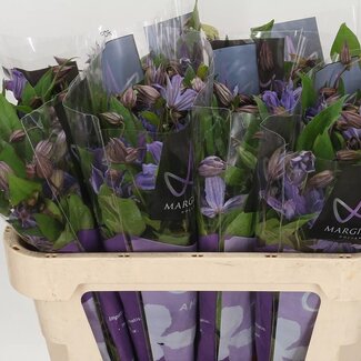 Freshy Clematis “Amazing Geneva” | Kleur: Blauw | Lengte ± 70 centimeter | Per 10 stelen