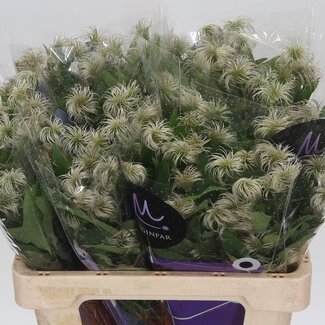 Freshy Clematis “Amazing Kibo” | Kleur: Groen | Lengte ± 60 centimeter | Per 10 stelen