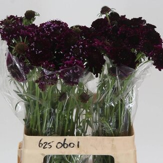 Freshy Scabiosa At Re vel Scoop