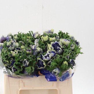 Freshy Chrysanthemum Chrysant Santini “Inzell” | Kleur: Blauw Geel | Lengte ± 55 centimeter | Per 25 stelen