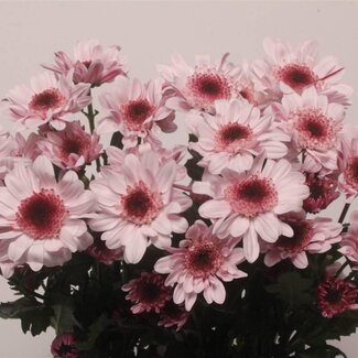 Freshy Troschrysant Chrysanthemum “Stresa” | Kleur: Wit Roze | Lengte ± 70 centimeter | Gewicht ± 75 gram per tak | Per 10 stelen