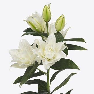 Freshy Lelie Oriental Du Aqua White Tornado