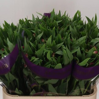 Freshy Alstroemeria “Casanova” | Kleur: Roze | Lengte ± 75 centimeter | Gewicht ± 70 gram per tak | Per 20 stelen