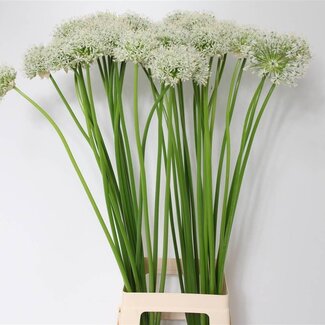 Freshy Allium Sierui “Mount Everest” | Kleur: Wit | Lengte ± 90 centimeter | Per 10 stelen