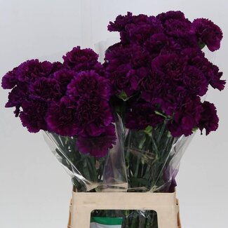 Freshy Anjer Lang Fl Moontea