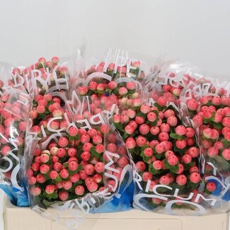 Freshy Hypericum Coco Tiamo