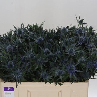 Freshy Eryngium “Orion Questar” | Kleur: Paars | Lengte ± 50 centimeter | Per 10 stelen