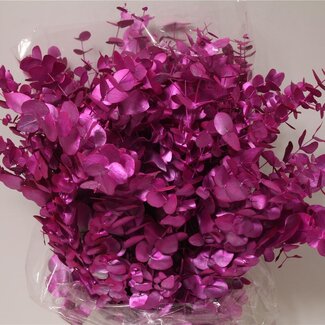 Freshy Eucalyptus Cinerea | Kleur: Kleurbehandeld Kerskleurig | Lengte ± 70 centimeter | Gewicht 250 gram per bos | Per 5 bossen