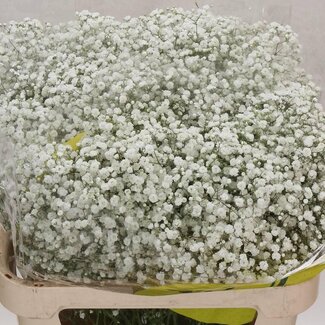 Freshy Gypsophila Paniculata Gipskruid “Xlence” | Kleur: Wit | Lengte ± 80 centimeter | Gewicht ± 25 gram per tak | Per 25 stelen