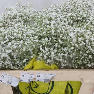 Freshy Gypsophila Paniculata Gipskruid “Xlence” | Kleur: Wit | Lengte ± 70 centimeter | Gewicht ± 20 gram per tak | Per 25 stelen