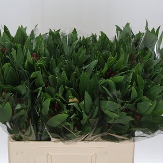Freshy Korte Alstroemeria “Rockstar” | Kleur: Rood | Lengte ± 60 centimeter | Gewicht ± 40 gram per tak | Per 20 stelen