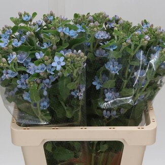 Freshy Oxypetalum Coeruleum “Pure Blue” | Kleur: Blauw | Lengte ± 60 centimeter | Per 20 stelen