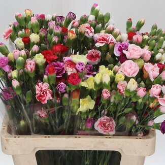 Freshy Trosanjer “Mixed Rainbow” | Kleur: Gemengde Kleuren | Lengte ± 60 centimeter | Per 50 stelen