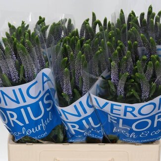 Freshy Veronica “Smart June” | Kleur: Blauw | Lengte ± 60 centimeter | Per 25 stelen