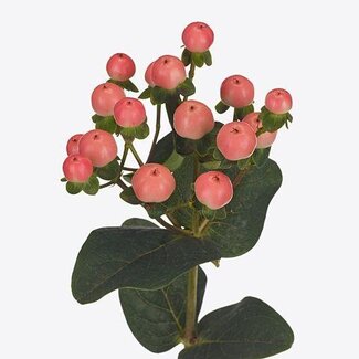 Freshy Hypericum Coco Tiamo