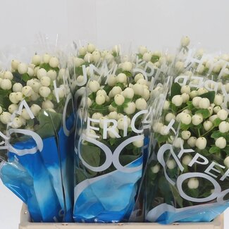 Freshy Hypericum “Coco Uno” | Kleur: Wit | Lengte ± 40 centimeter | Per 20 stelen