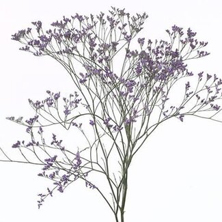 Freshy Limonium Saf Dark Blue