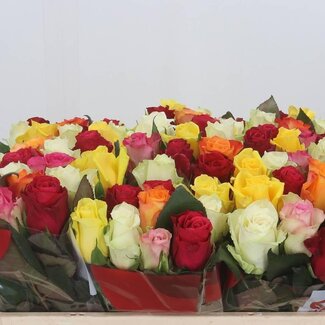 Freshy Rosa Gemengd in Bos